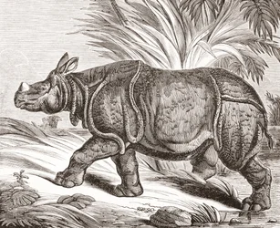 El rinoceronte indio, o rinoceronte mayor de un cuerno, de The Penny Magazine, publicado en 1834